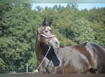 American Quarter Horse, Mare, 4 years, 14.2 hh, Grey-Dapple
