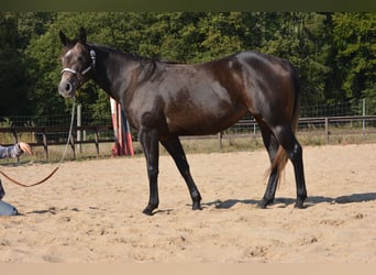 American Quarter Horse, Mare, 4 years, 14.2 hh, Grey-Dapple