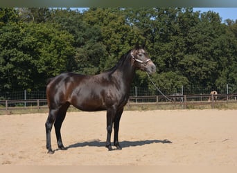 American Quarter Horse, Mare, 4 years, 14.2 hh, Grey-Dapple
