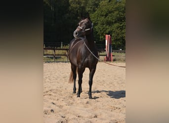 American Quarter Horse, Mare, 4 years, 14.2 hh, Grey-Dapple