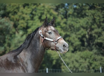 American Quarter Horse, Mare, 4 years, 14.2 hh, Grey-Dapple