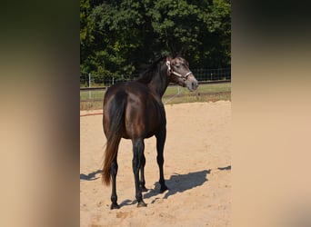 American Quarter Horse, Mare, 4 years, 14.2 hh, Grey-Dapple