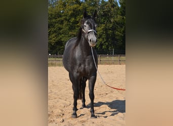 American Quarter Horse, Mare, 4 years, 15 hh, Grey