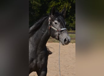 American Quarter Horse, Mare, 4 years, 15 hh, Grey