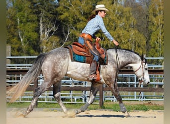 American Quarter Horse, Mare, 4 years, 15 hh, Grey