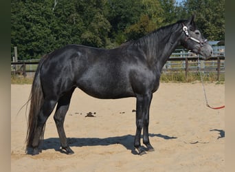 American Quarter Horse, Mare, 4 years, 15 hh, Grey