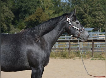 American Quarter Horse, Mare, 4 years, 15 hh, Grey