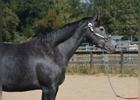 American Quarter Horse, Mare, 4 years, 15 hh, Grey