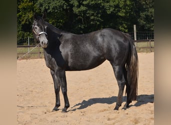 American Quarter Horse, Mare, 4 years, 15 hh, Grey