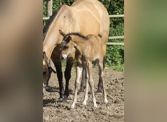 American Quarter Horse, Mare, Foal (05/2025), 14.2 hh, Brown