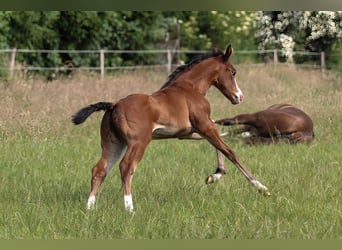American Quarter Horse, Mare, Foal (06/2025), 14.2 hh, Brown