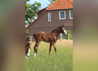 American Quarter Horse, Mare, Foal (06/2025), 14.2 hh, Brown