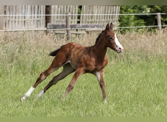 American Quarter Horse, Mare, Foal (06/2025), 14.2 hh, Brown