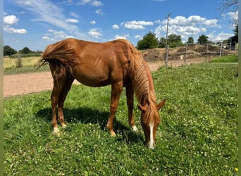 American Quarter Horse, Stallion, 1 year, 15.1 hh, Chestnut-Red