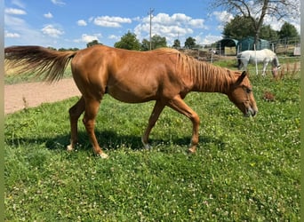 American Quarter Horse, Stallion, 1 year, 15.1 hh, Chestnut-Red