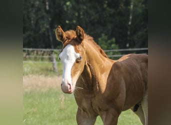 American Quarter Horse, Stallion, Foal (05/2025), 14.2 hh, Chestnut-Red
