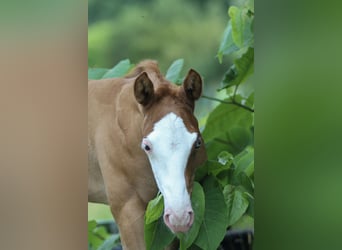 American Quarter Horse, Stallion, Foal (05/2025), 14.2 hh, Chestnut-Red