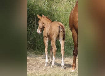 American Quarter Horse, Stallion, Foal (05/2025), 14.2 hh, Chestnut-Red