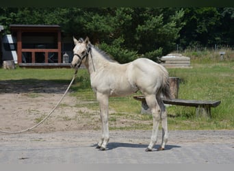 American Quarter Horse, Stallion, Foal (04/2025), 14.3 hh, Buckskin