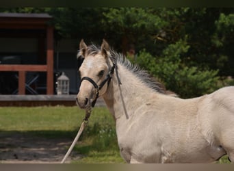 American Quarter Horse, Stallion, Foal (04/2025), 14.3 hh, Buckskin