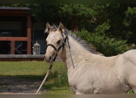 American Quarter Horse, Stallion, Foal (04/2025), 14.3 hh, Buckskin