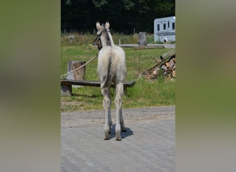 American Quarter Horse, Stallion, Foal (04/2025), 14.3 hh, Buckskin