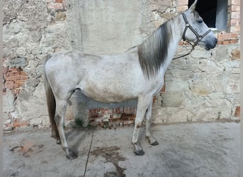 Andalusian, Mare, 10 years, 14.2 hh, Grey