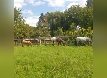 Appaloosa, Mare, Foal (04/2025), Buckskin