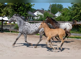 Appaloosa, Mare, Foal (04/2025), Buckskin