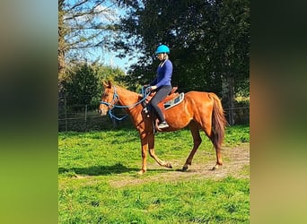 Arabian horses Mix, Mare, 3 years, 15.1 hh, Chestnut-Red