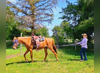 Arabian horses Mix, Mare, 3 years, 15.1 hh, Chestnut-Red