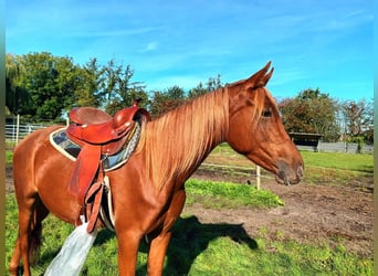 Arabian horses Mix, Mare, 3 years, 15.1 hh, Chestnut-Red