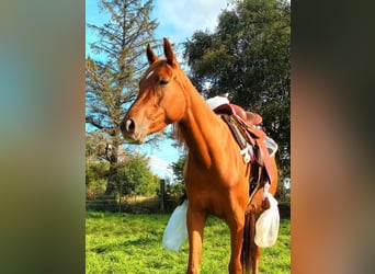 Arabian horses Mix, Mare, 3 years, 15.1 hh, Chestnut-Red