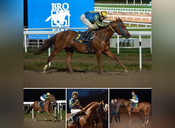 Arabian horses, Stallion, 12 years, 15.2 hh, Brown