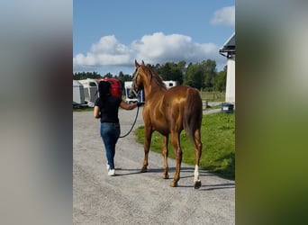 Arabian horses, Stallion, 12 years, 15.2 hh, Brown