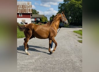 Arabian horses, Stallion, 12 years, 15.2 hh, Brown