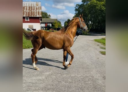 Arabian horses, Stallion, 12 years, 15.2 hh, Brown