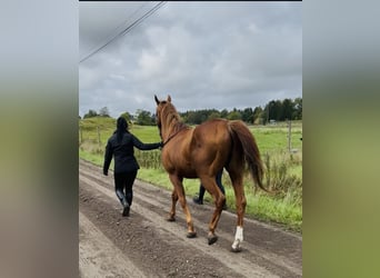 Arabian horses, Stallion, 12 years, 15.2 hh, Brown