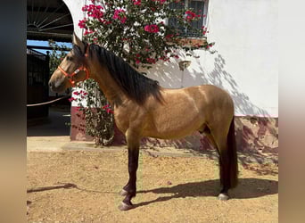 PRE Mix, Stallion, 3 years, 15.2 hh, Dun, in Galaroza (Huelva) PRE Mix, Stallion, 3 years, 15.2 hh, Dun, in Galaroza (Huelva)