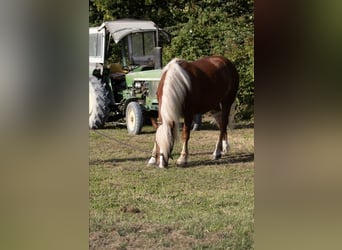 Black Forest Horse, Gelding, 4 years, 15 hh, Chestnut
