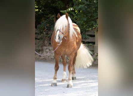 Black Forest Horse, Gelding, 4 years, 15 hh, Chestnut