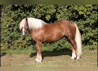 Black Forest Horse, Gelding, 4 years, 15 hh, Chestnut