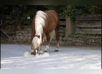 Black Forest Horse, Gelding, 4 years, 15 hh, Chestnut