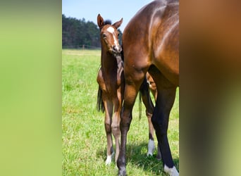Hanoverian, Gelding, 1 year, 17 hh, Bay-Dark, in Lutherstadt Wittenberg Hanoverian, Gelding, 1 year, 17 hh, Bay-Dark, in Lutherstadt Wittenberg