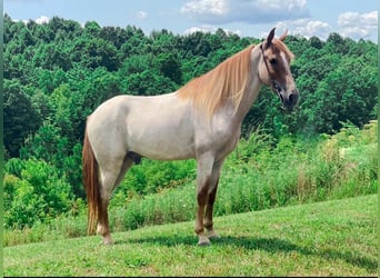 Tennessee walking horse, Gelding, 8 years, 14 hh, Sorrel, in Fleming Island Tennessee walking horse, Gelding, 8 years, 14 hh, Sorrel, in Fleming Island