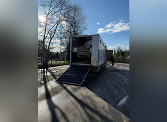 Pferdetransporte für 7 Pferde