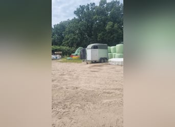 Humbaur Xantos 2er Pferdeanhänger mit Sattelkammer