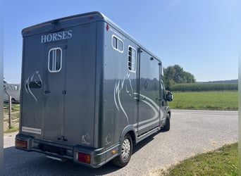 Pferdetransporteuer Peugeot Boxer