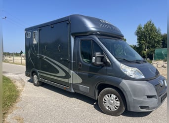 Pferdetransporteuer Peugeot Boxer