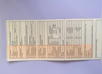 [VERKAUFT] 3-Pferdeanhänger mit Wohnkabine – top ausgestattet!